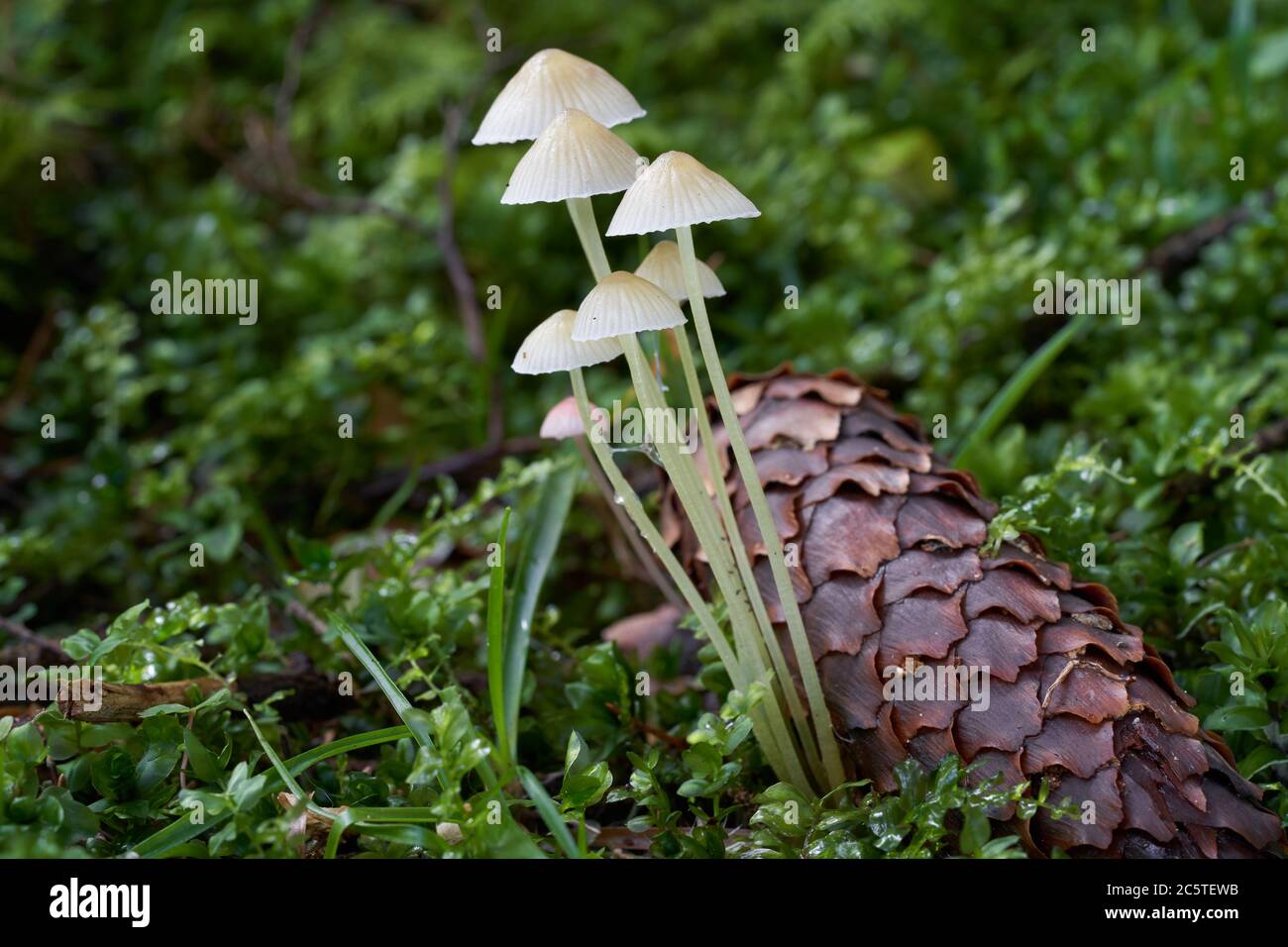 Ungenießbarer Pilz Mycena epipterygia im feuchten Fichtenwald. Bekannt als Yellwleg Bonnet. Gruppe von kleinen Pilzen in den Pflanzen. Stockfoto