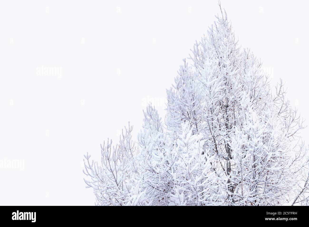 Lärche im Schnee. Sibirien, Russland.Schnee auf den Zweigen und leichten Frost.leise fällt der Schnee.Nadelbaum mit leuchtend gelben Nadeln. Lärchenzweig i Stockfoto