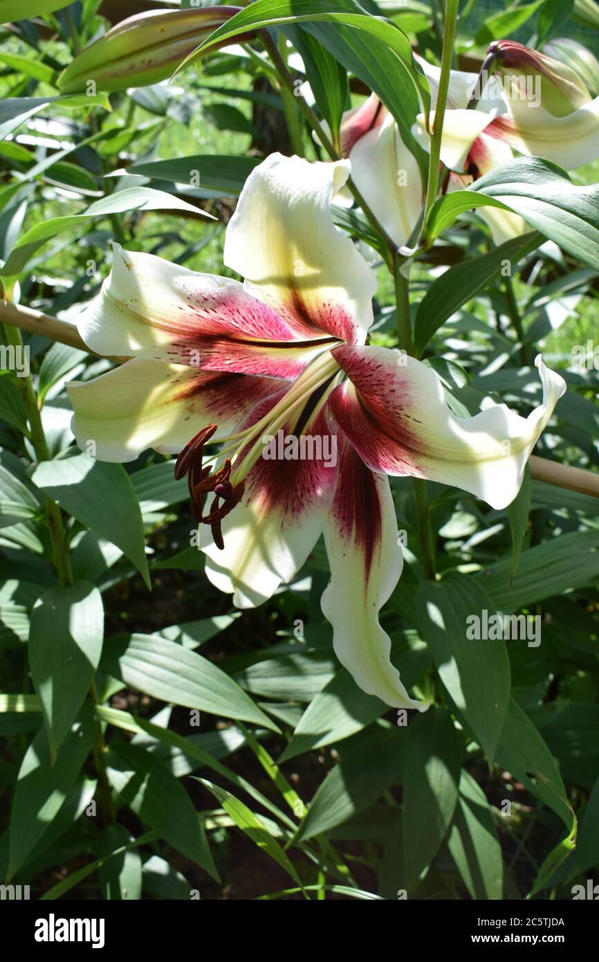 Lilium Lavon (Zéba) Stockfoto