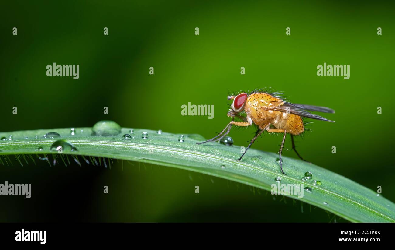 insecta, Badgered, Makro, käfer, Natur, blatt, grün, Tier, Schädlinge Stockfoto