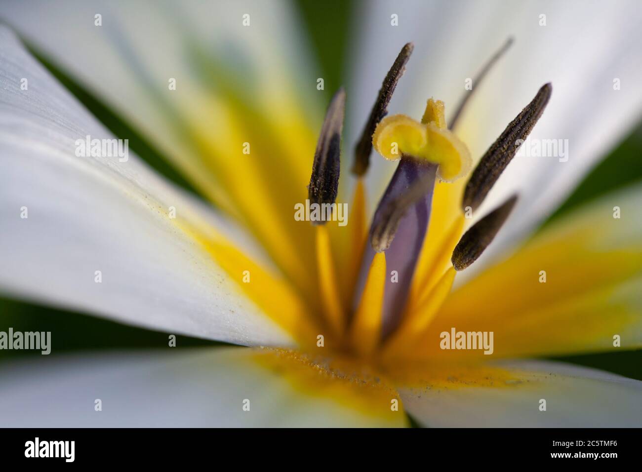 Tulpenblüte mit weißen und gelben Blütenblättern Stockfoto