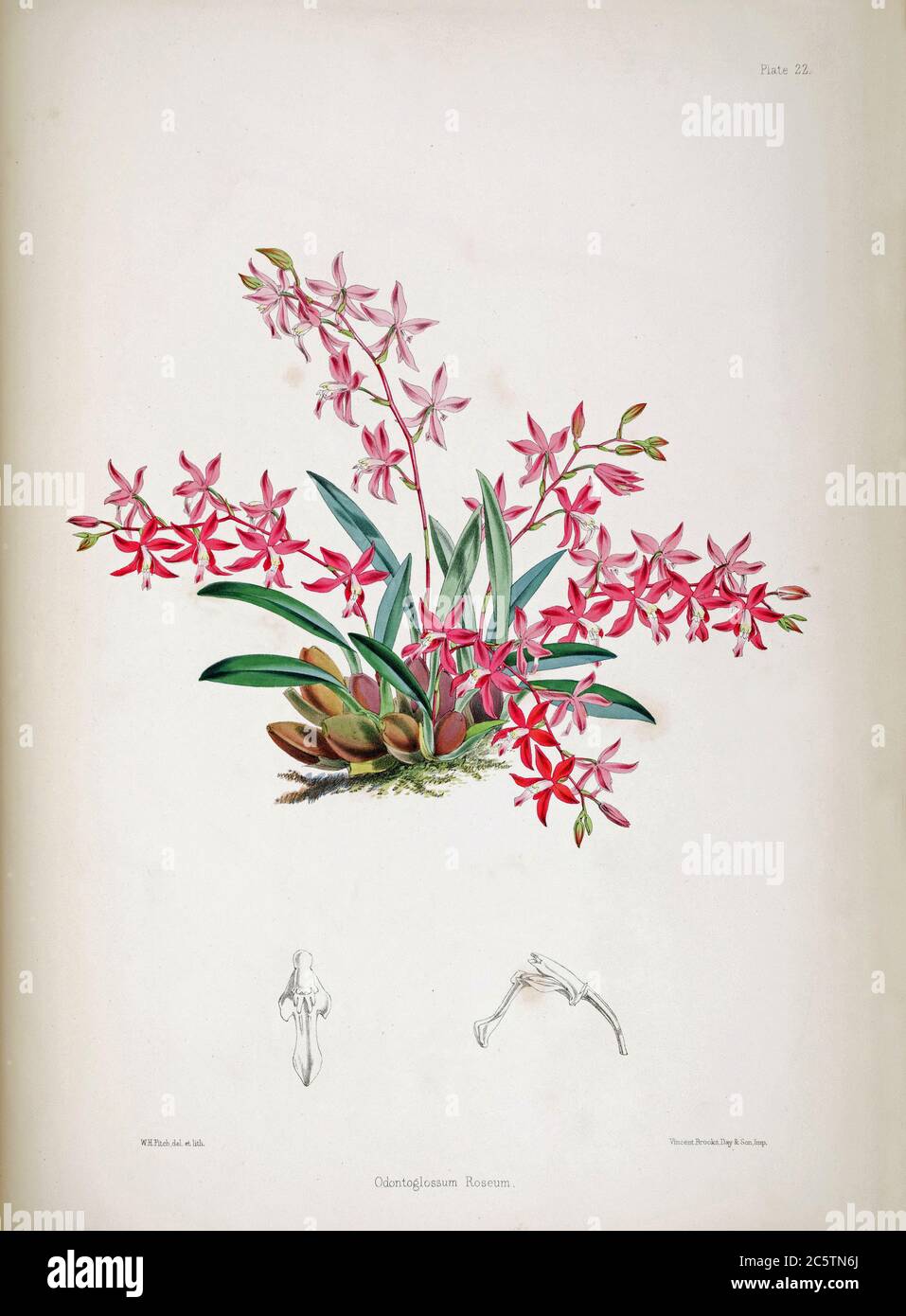 James Bateman die Orchidaceae von Mexiko und Guatemala Stockfoto