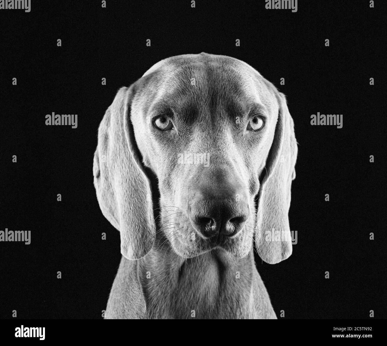 Weimaraner - Studio Dog Portraits. Stockfoto