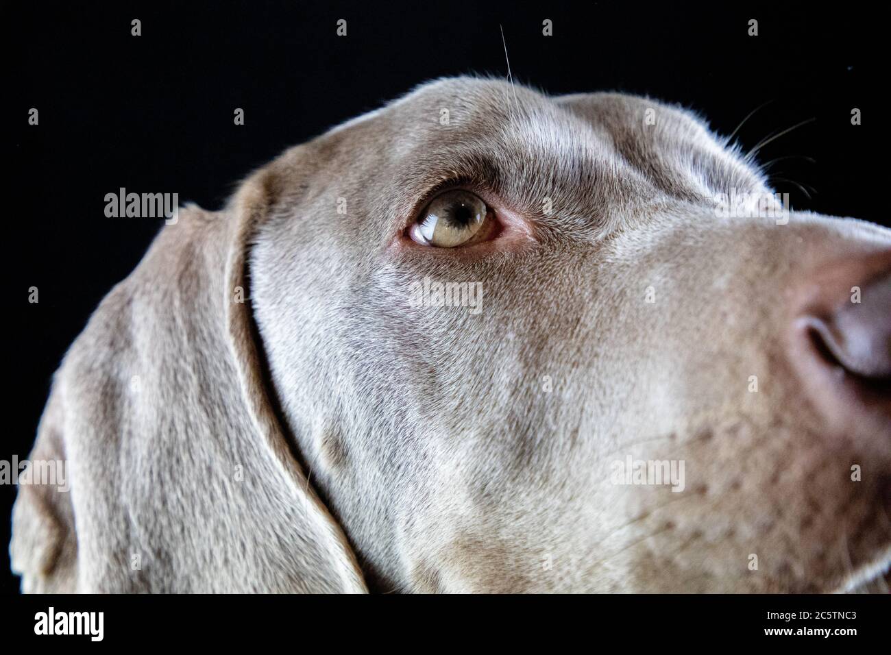 Weimaraner - Studio Dog Portraits. Stockfoto