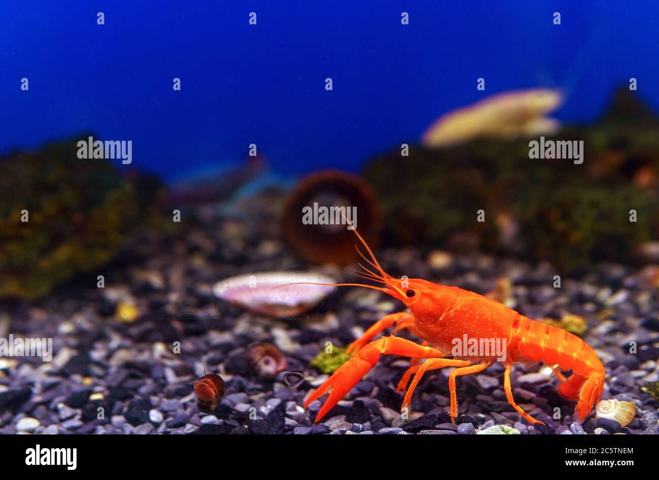 Rote Krebse zeigen kleine Krallen. Im Aquarium. Selektiver Fokus Stockfoto