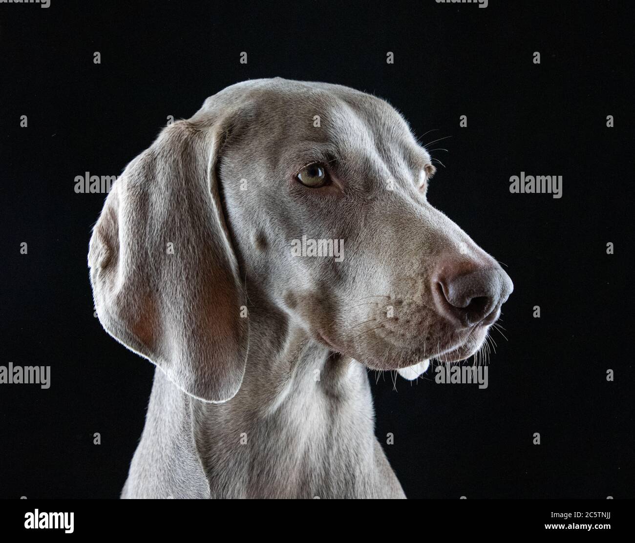 Weimaraner - Studio Dog Portraits. Stockfoto