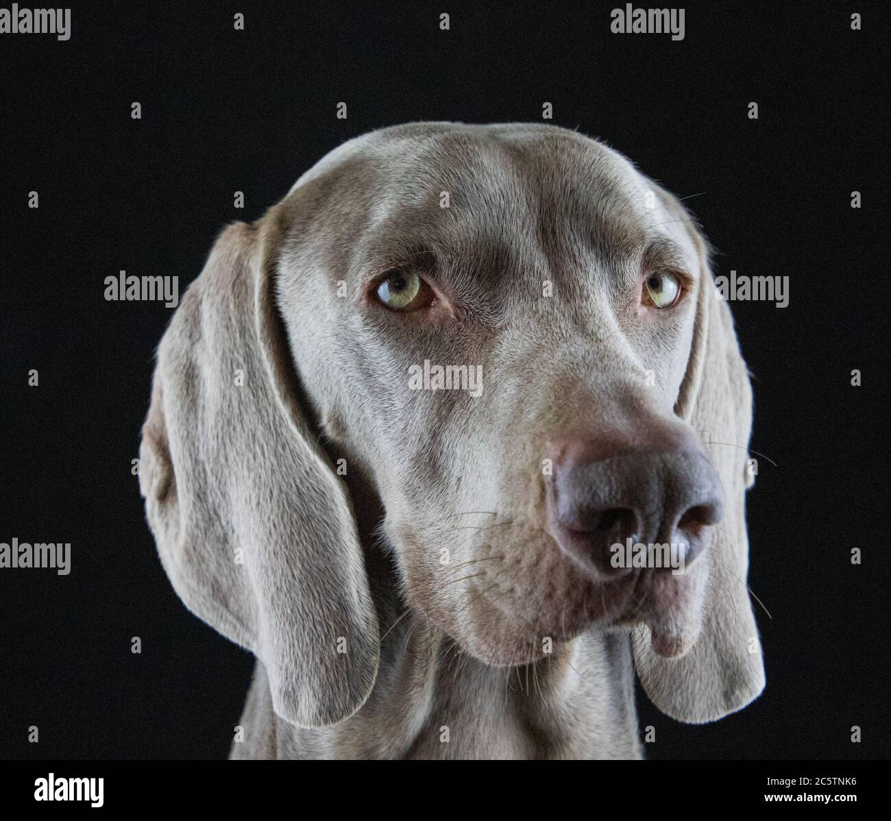 Weimaraner - Studio Dog Portraits. Stockfoto