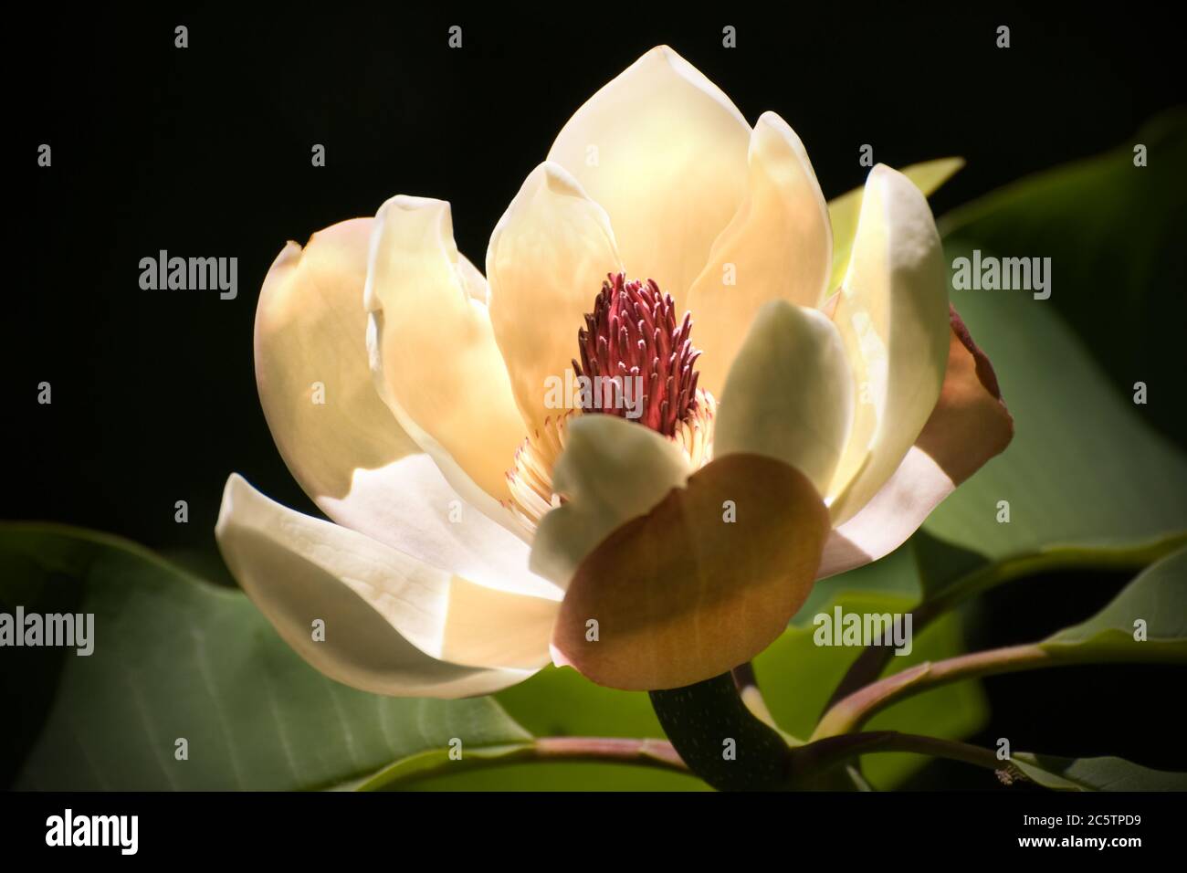 Weiße Magnolie Blume Stockfoto