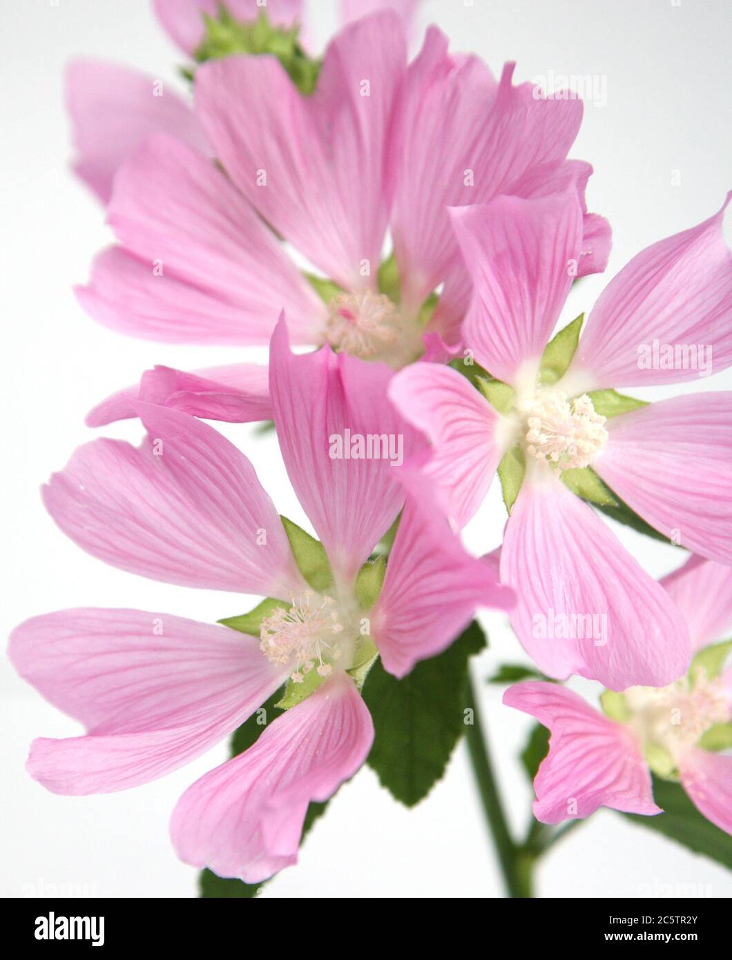 Zweig von rosa fünf-Blatt-Blüten auf weißem Hintergrund Stockfoto