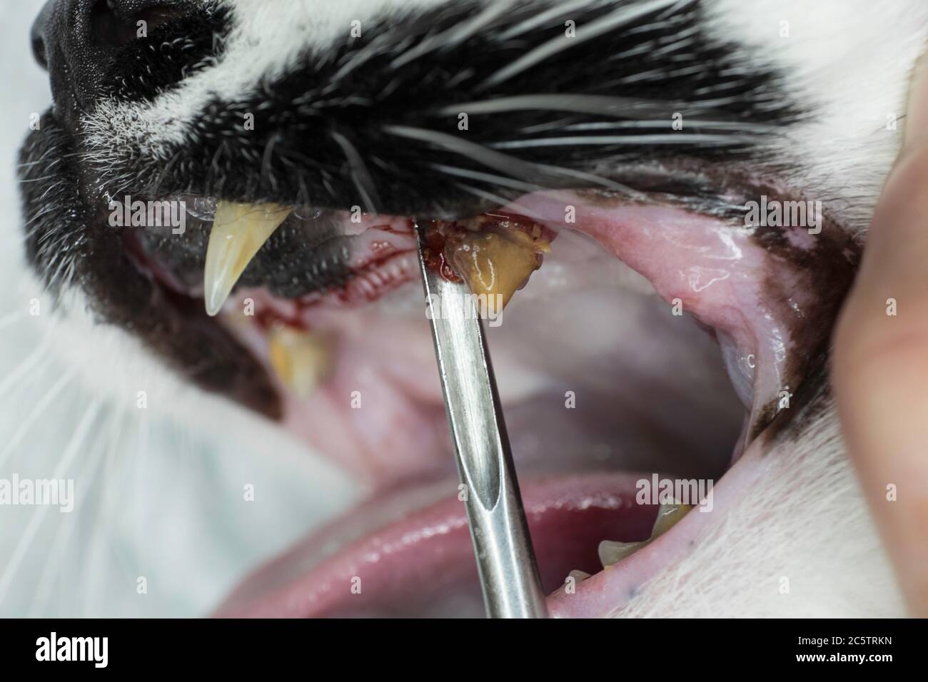 Nahaufnahme von schwerem Zahnstein oder Zahnstein mit Entzündung an einem verfallenen Wangenzahn im Mund einer Katze. Ein Zahnaufzug zeigt den Molar Stockfoto