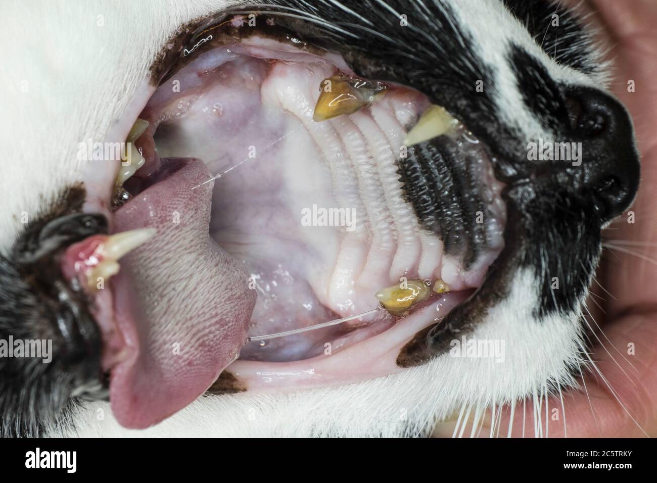 Nahaufnahme eines schweren Zahnstein oder Zahnstein auf einem verfallenen Wangenzahn im Mund einer Katze Stockfoto