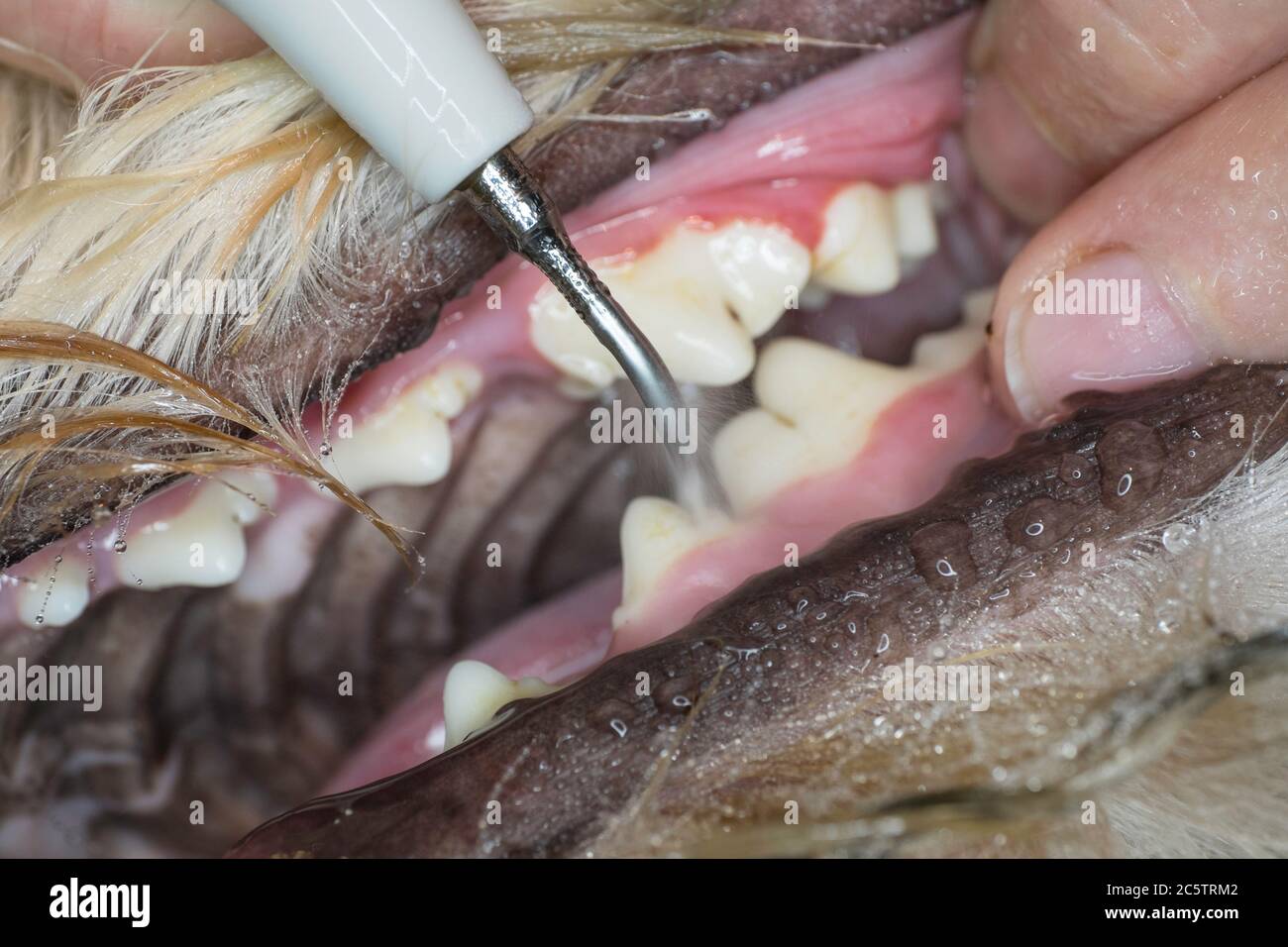 Zahnärztliche Ultraschall Zahnstein Reinigung der Zähne in einem Hund unter Narkose durch einen Tierarzt in einer Klinik Stockfoto