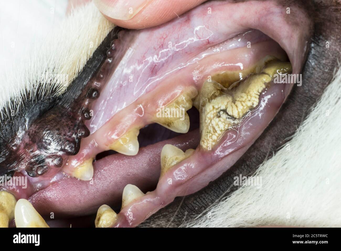 Nahaufnahme eines schweren Zahnstein oder Zahnstein auf einem verfallenen Wangenzahn im Mund eines Hundes Stockfoto