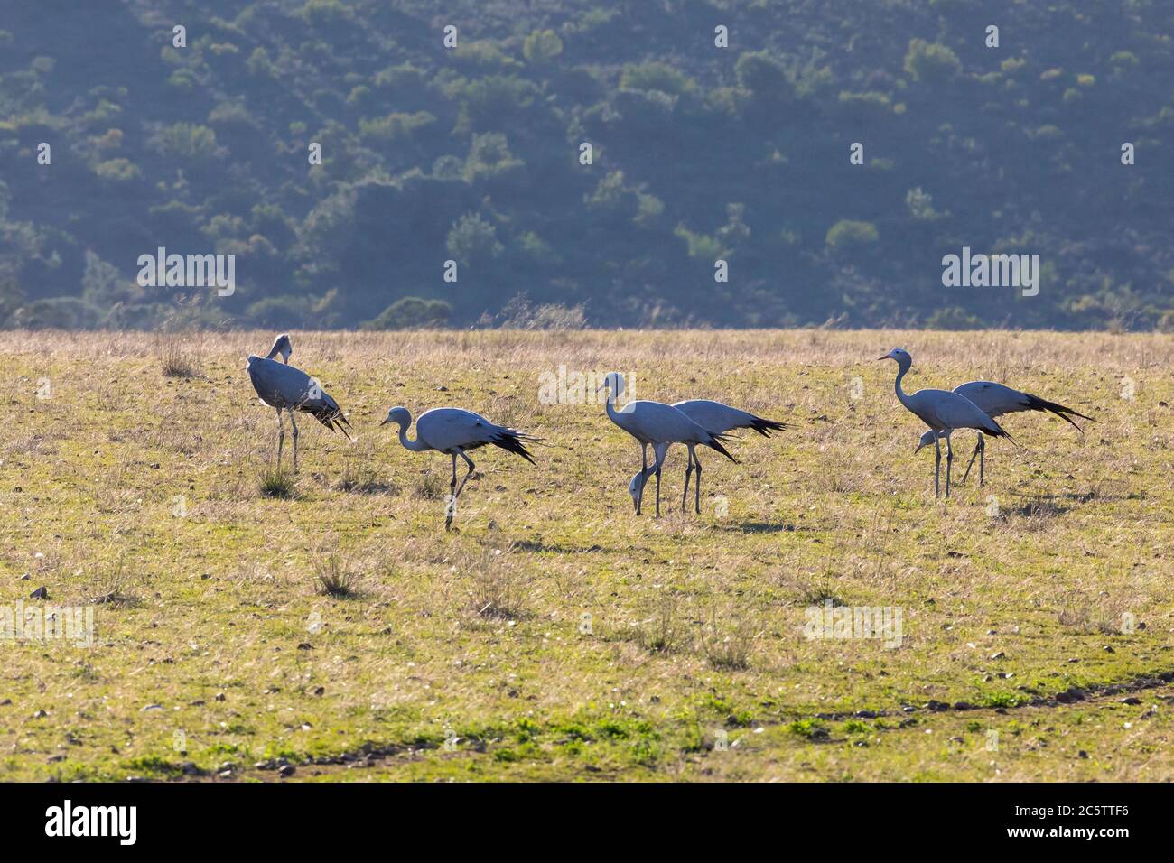 Flock of Blue Crane / Paradise Crane / Stanley Crane (Anthropoides paradiseus) bei Sonnenaufgang, Swellendam, Western Cape, Südafrika. IUCN-anfällige Spe Stockfoto