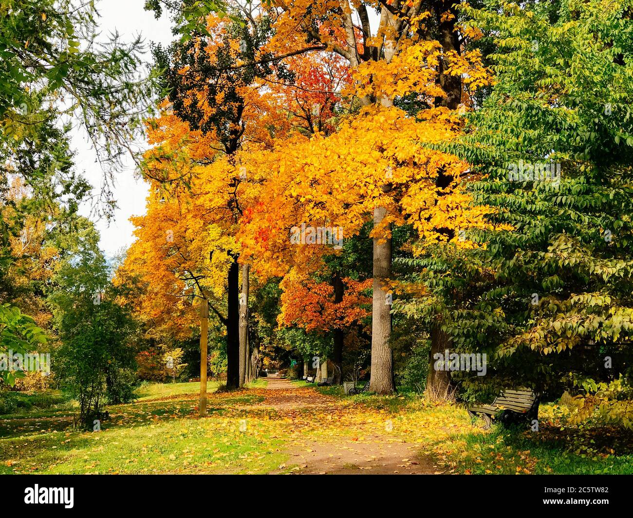 Goldene Herbstlandschaft mit Holzbank unter bunten Bäumen an sonnigen Tagen. Park mit Bank und einem Pfad mit gelben Blättern in der Herbstallee Stockfoto