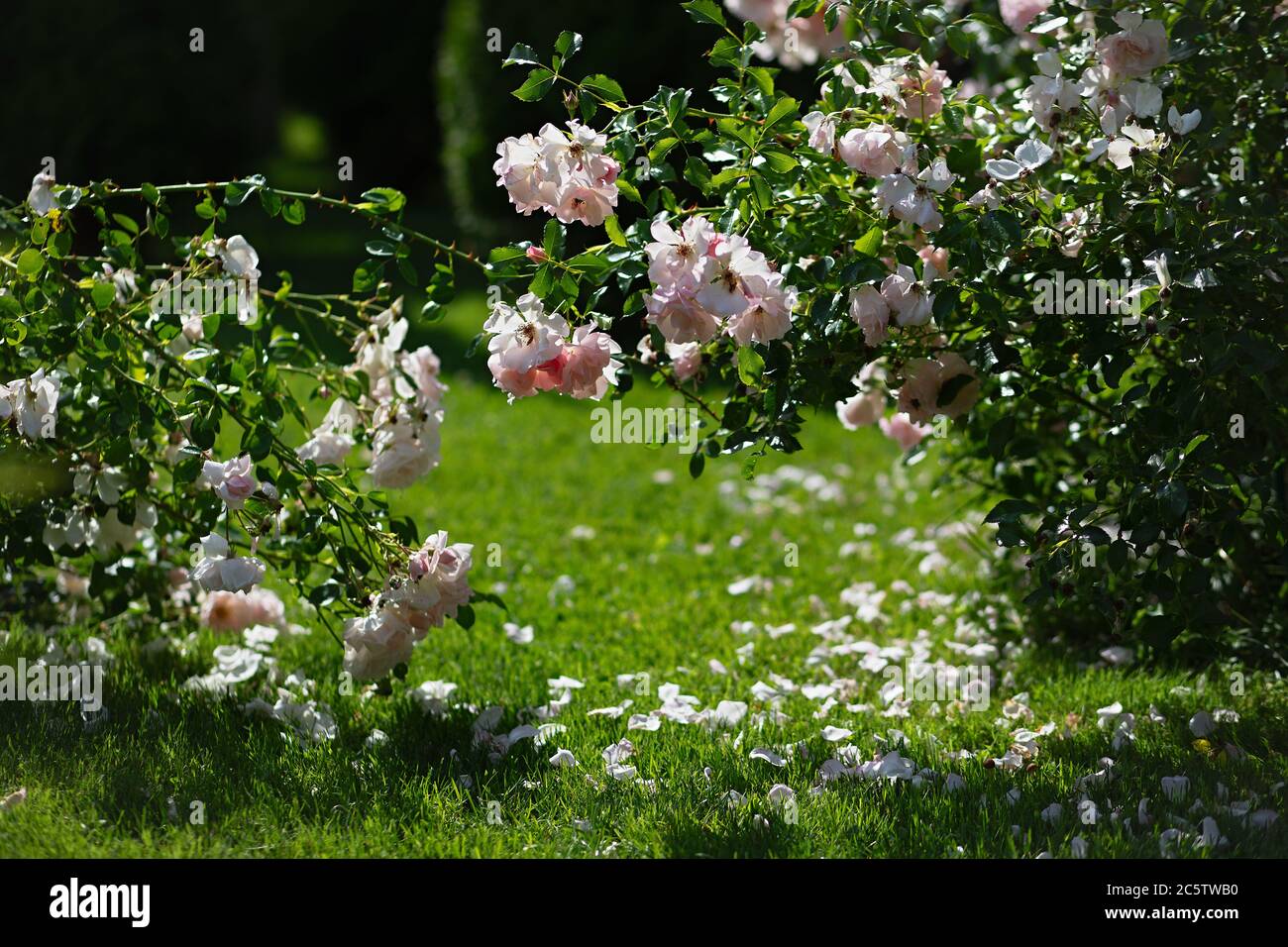 Büsche mit Rosen wachsen im Park, die Blumen sind rosa, die Blütenblätter bröckeln und fallen auf das Gras, die Sonne scheint Stockfoto