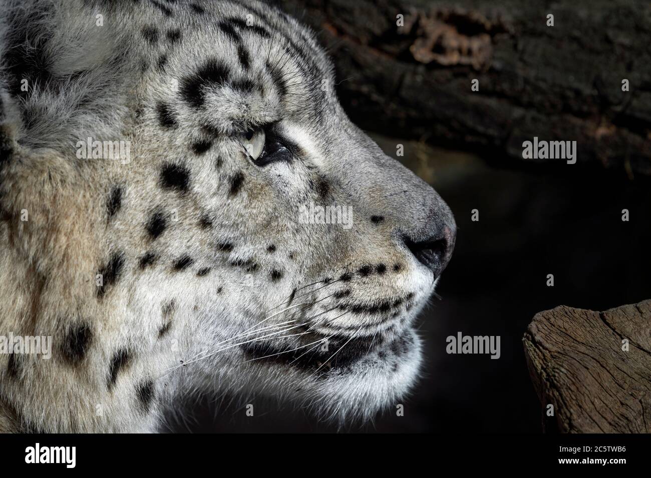Weibliche Schneeleopard (Profil) Stockfoto