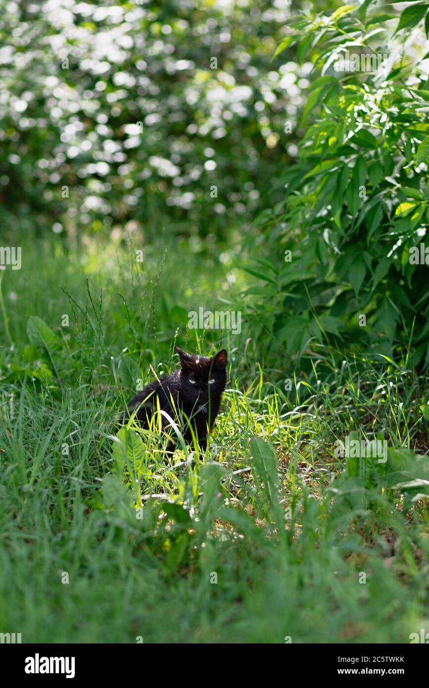 Obdachlose schwarze Katze sitzt im Gras im Wald, ein verlassene Tier ist einsam, sucht Nahrung, versteckt sich vor Gefahr, Stockfoto