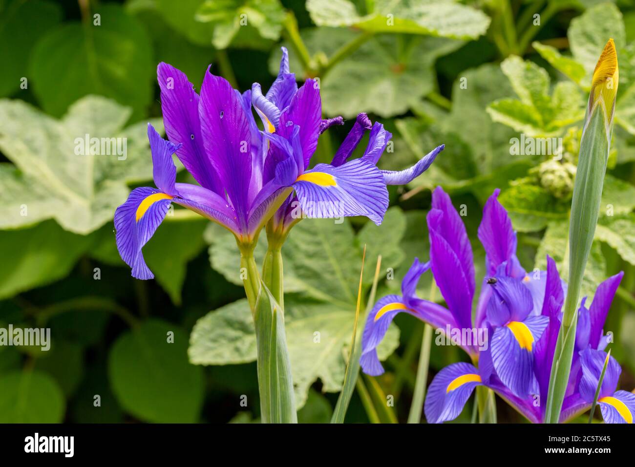 Lila blühende Lilium in einem deutschen Garten Stockfoto