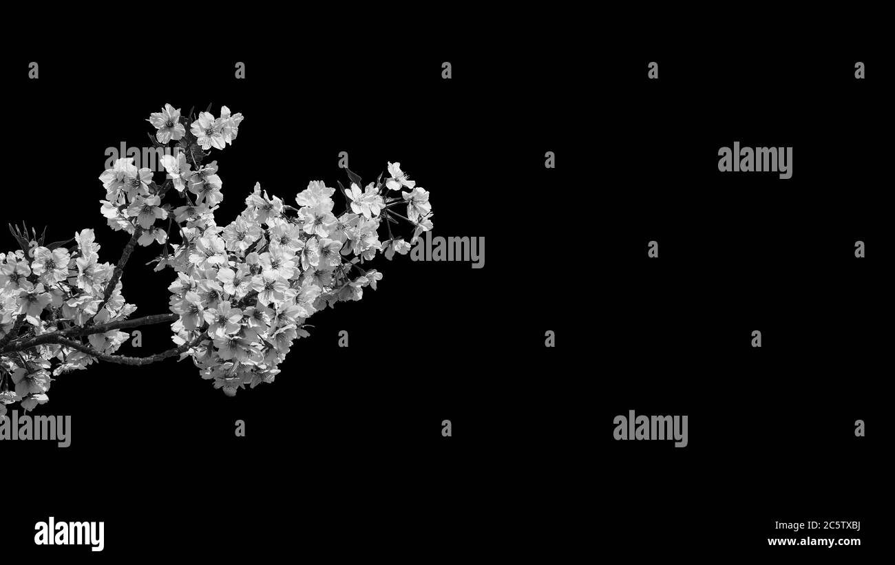 Frühling in Japan. Die berühmte Kirschbaumblüte (Schwarz und Weiß mit Kopierraum) Stockfoto
