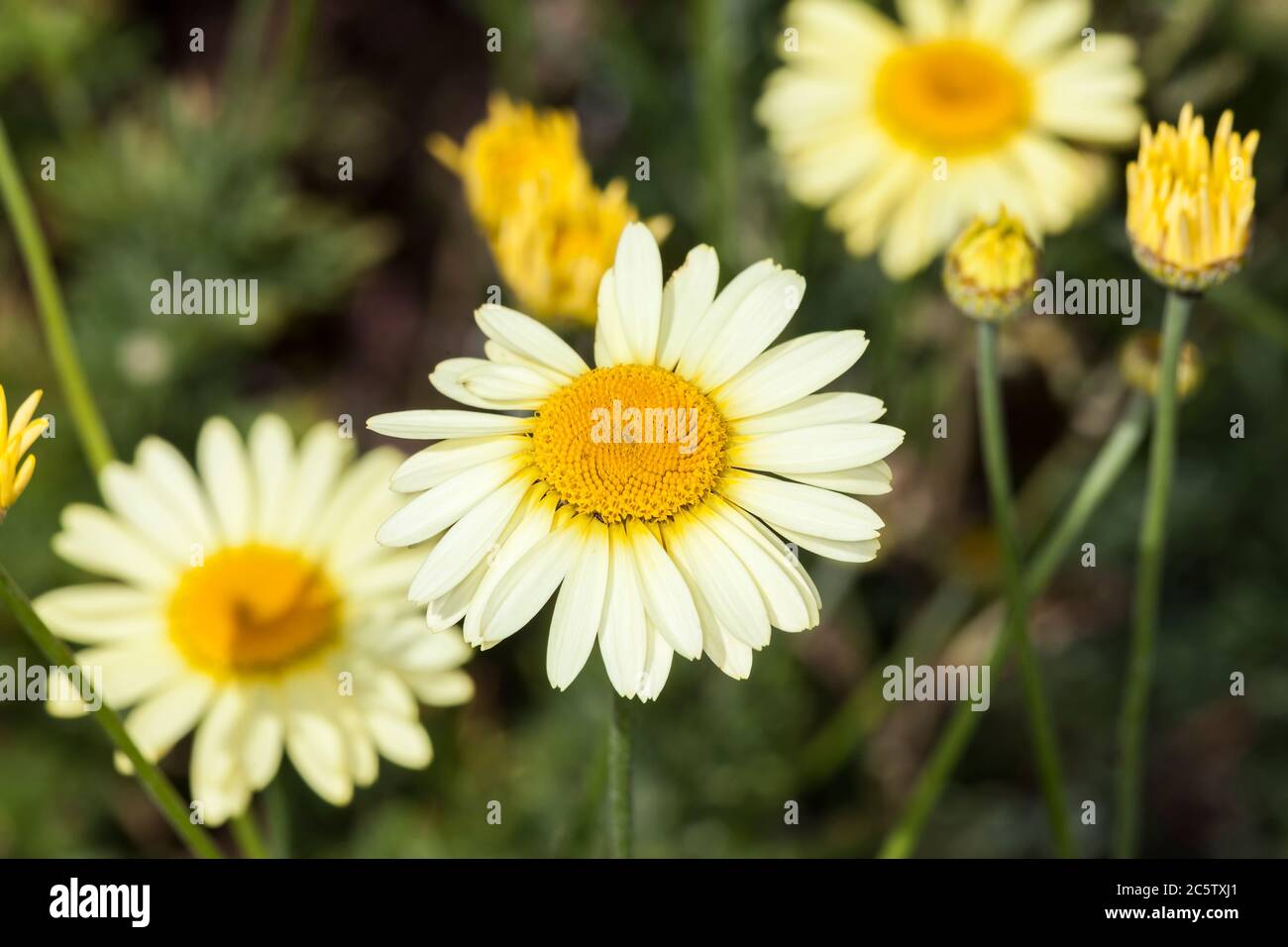 Anthemis tinctoria 'E C Buxton' eine zitronengelbe krautige Sommerblüte, die allgemein als Färberkamille bekannt ist Stockfoto