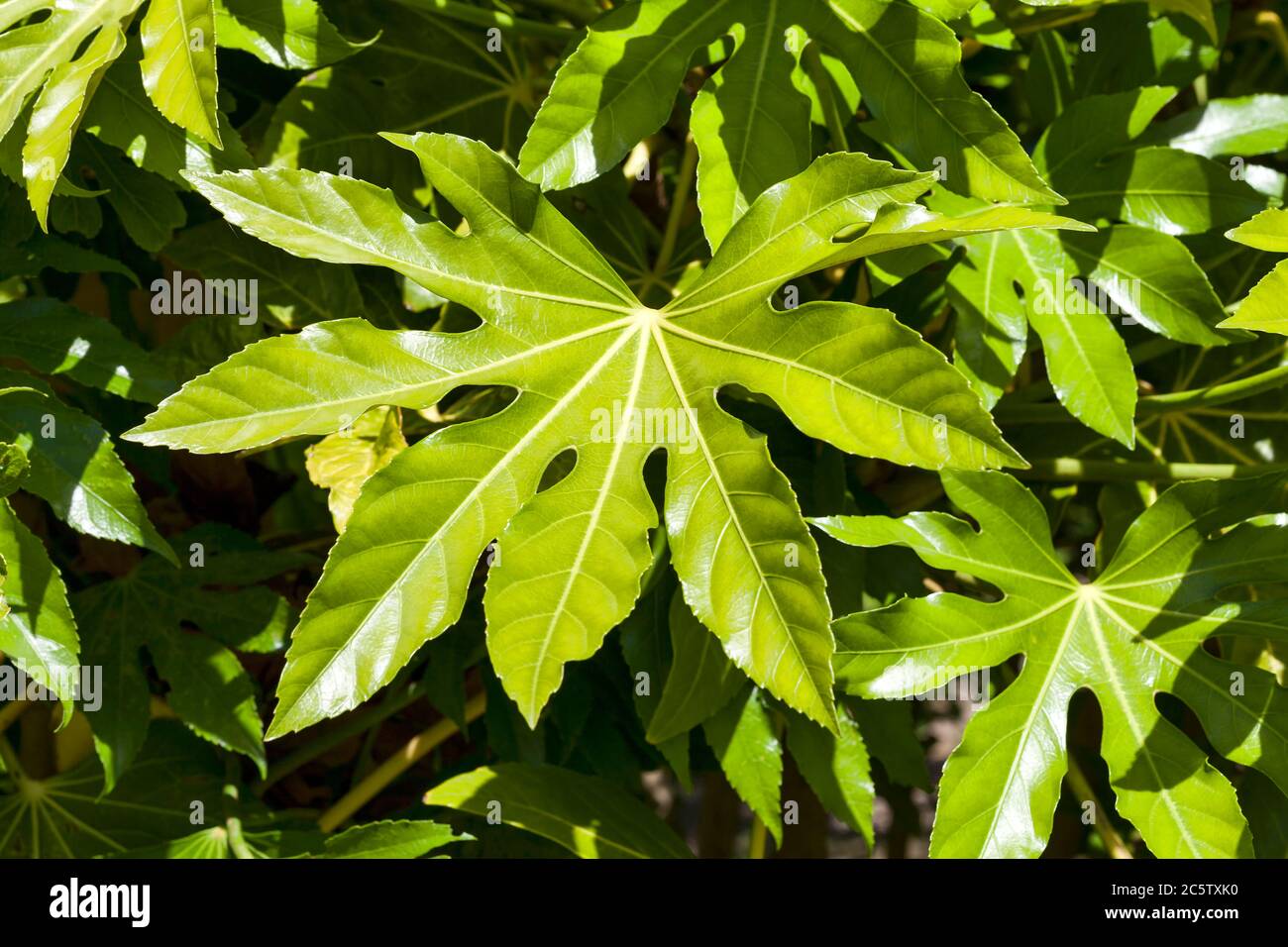Fatsia Japonica ein grüner Blatt halbimmergrüner Strauch allgemein bekannt als Rizinusöl Pflanze Stockfoto