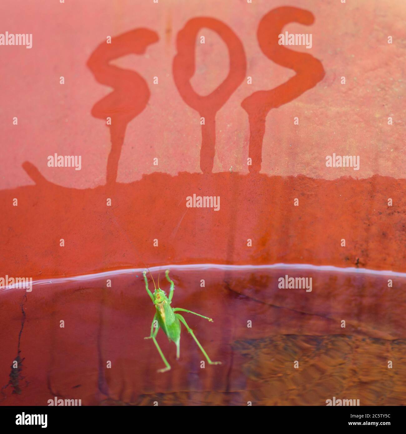 SOS-Notsignal! Benötigte Hilfe, um ein ertrinkendes Insekt zu retten. Stockfoto