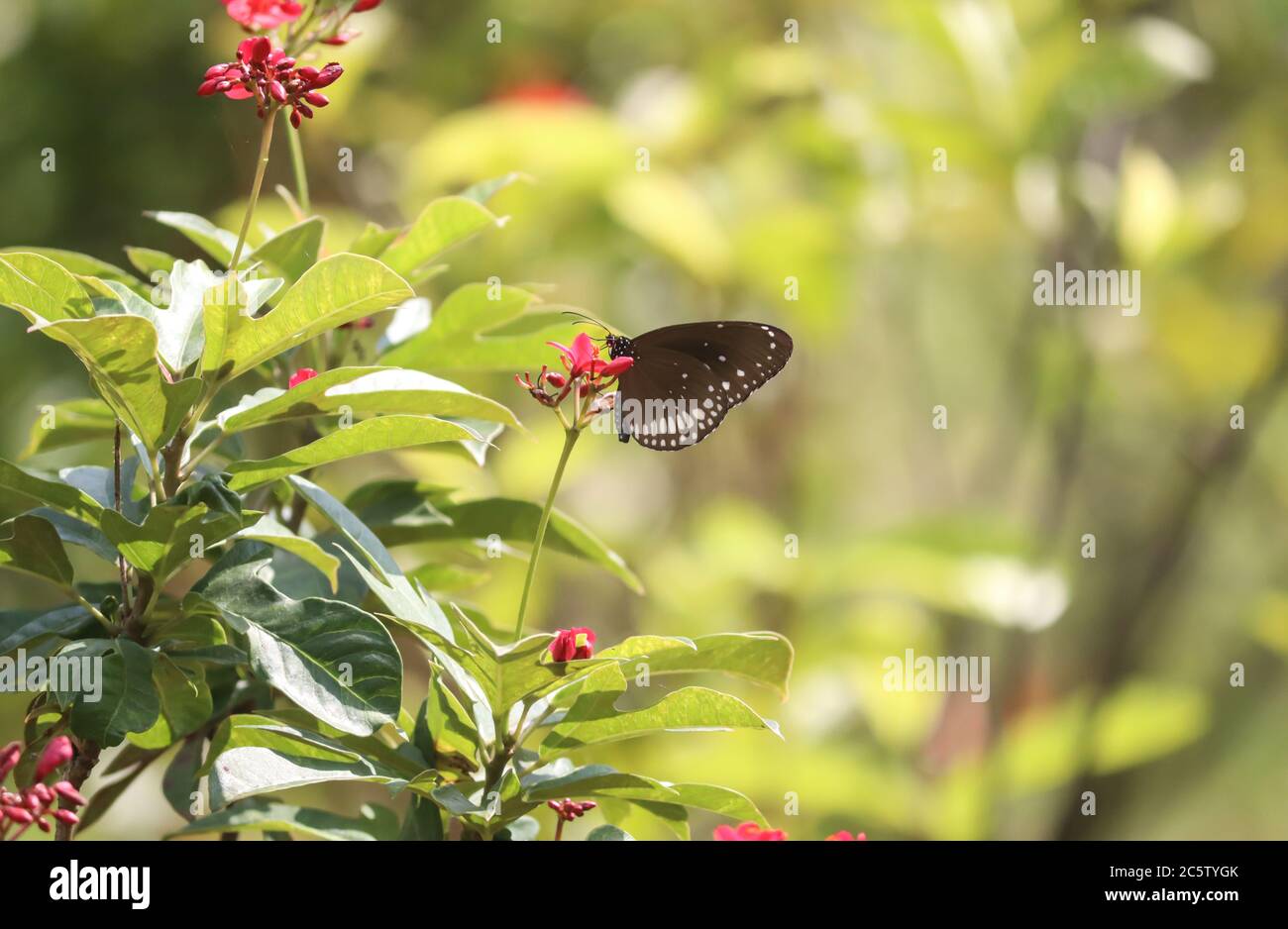 Schmetterling sitzt auf einer Blume in einem Garten Stockfoto