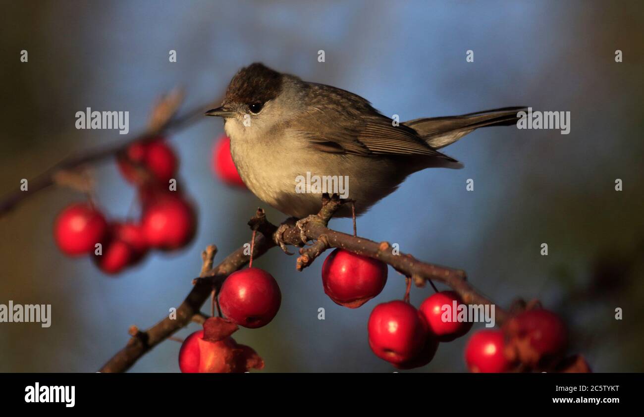 Männliche Mönchsgrasmücke (Sylvia Atricapilla) auf Malus Red Sentinel (Crab Apple Tree) Stockfoto