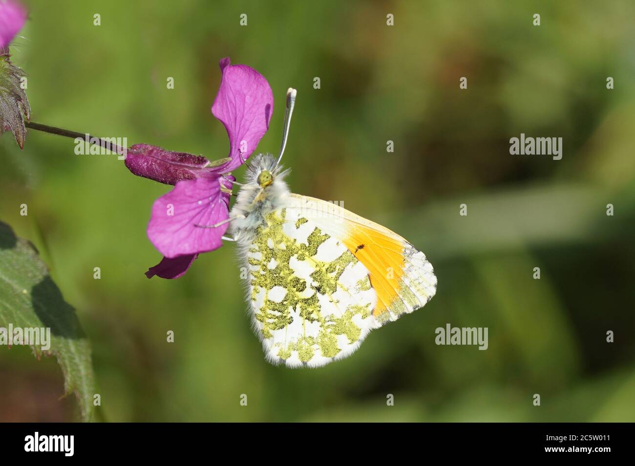 Lunaria annua schmetterling Fotos und Bildmaterial in hoher Auflösung