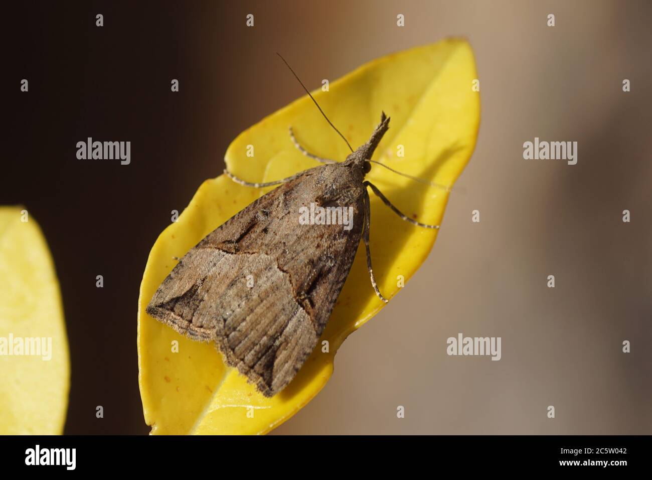 Hypena rostralis, die geknöpfte Schnauze, ist eine Motte der Familie Erebidae. Auf einem gelben Privatblatt. Bergen, Niederlande. Februar Stockfoto