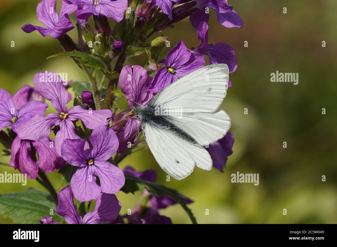 Grün-geädertes Weiß (Pieris napi). Familie Pieridae. Blüten der jährlichen Ehrlichkeit (Lunaria annua). Kohl Familie (Brassicaceae). Frühling, Niederlande Stockfoto