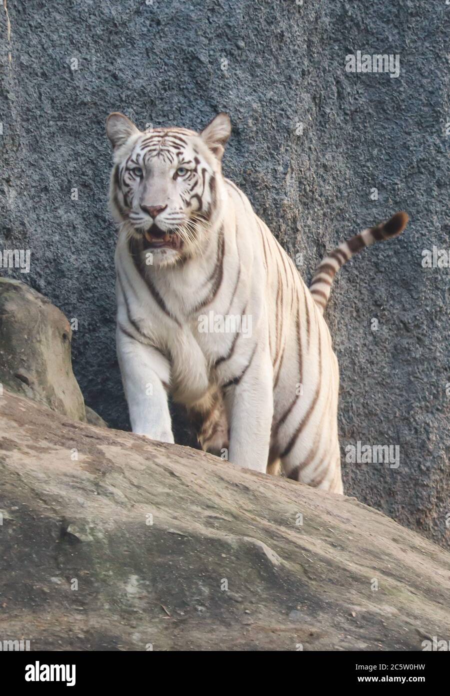 Tiger Walking Head On Stockfotos Und Bilder Kaufen Alamy