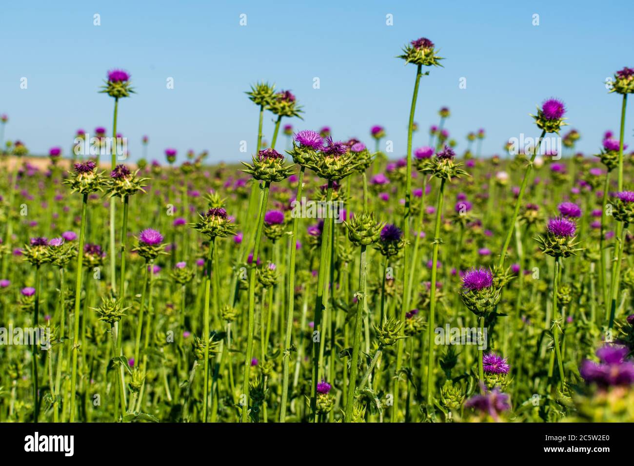 Milchdistel blüht. Anbau einer Heilpflanze auf einem Feld. Stockfoto