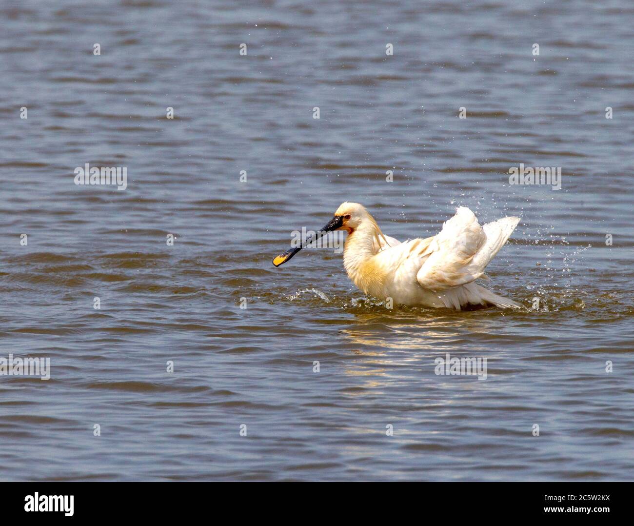 Eurasischer Löffler (Platalea leucorodia) für Erwachsene Stockfoto