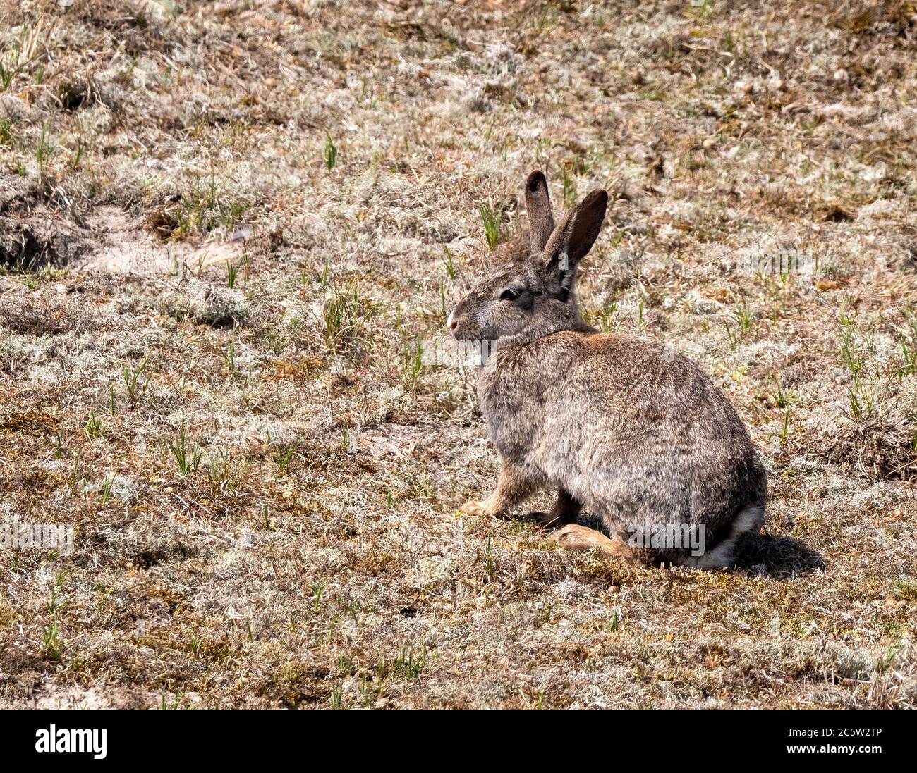 Europäischer Hase (Oryctolagus cuniculus) in den Dünen von Texel Stockfoto