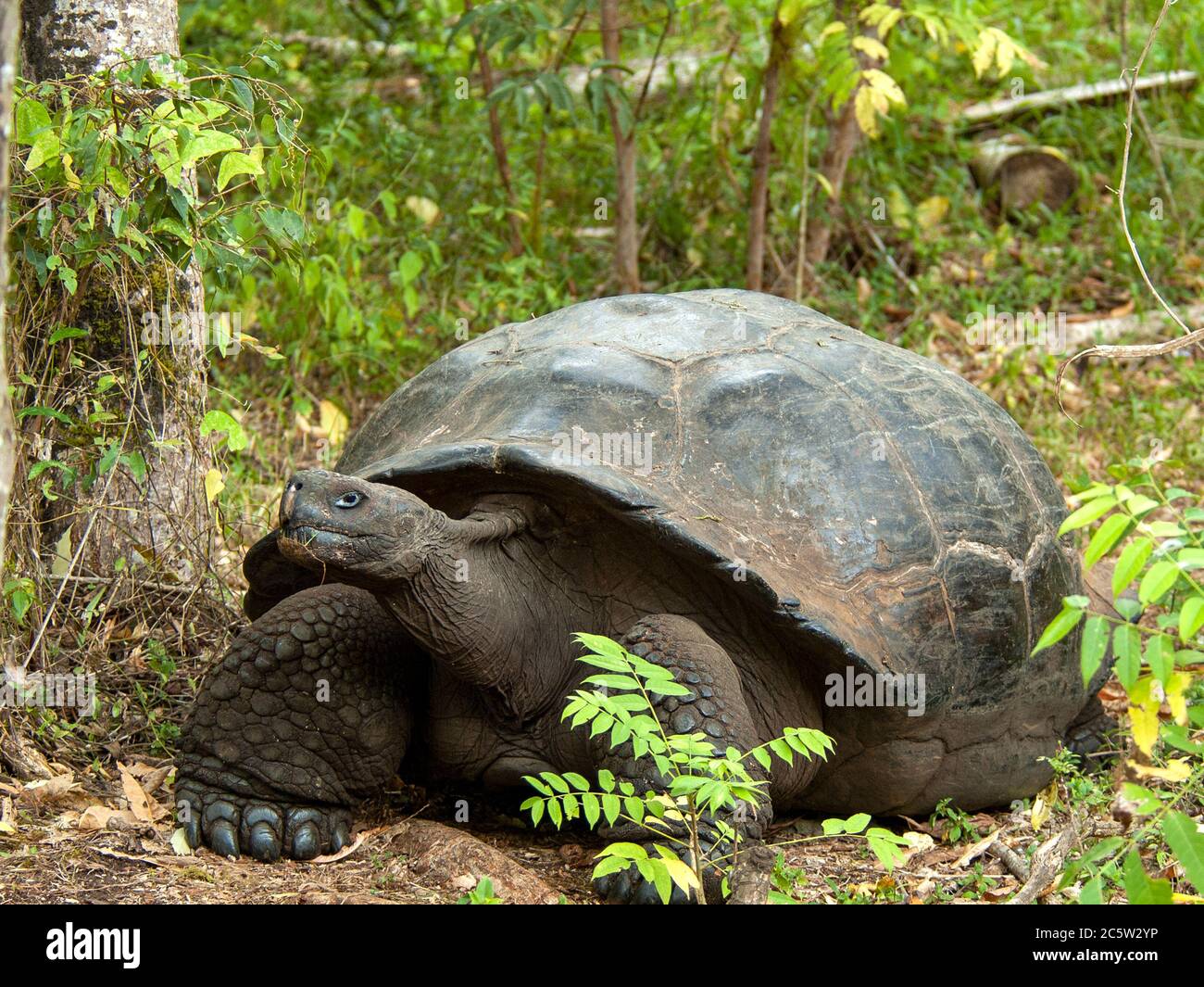 Galapagos Riesenschildkröte (Chelonoidis Chelonoidis donfaustoi), auf St. Cruz, Galapagos Inseln, Ecuador. Stockfoto