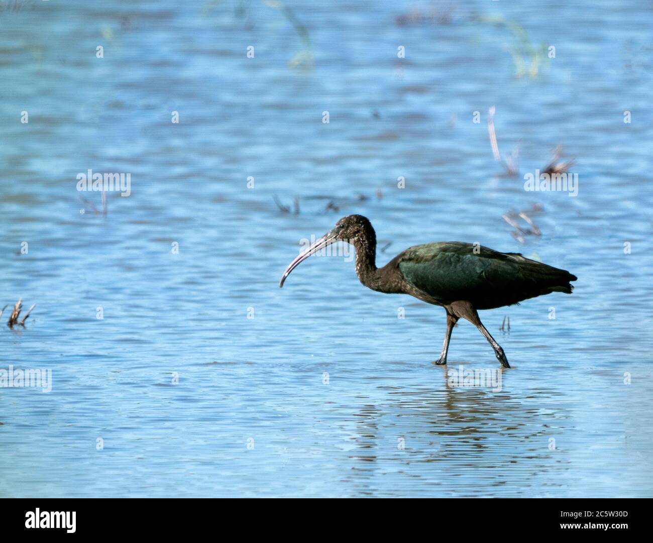 Hochglanz-Ibis (Plegadis falcinellus) auf der Camargue Stockfoto