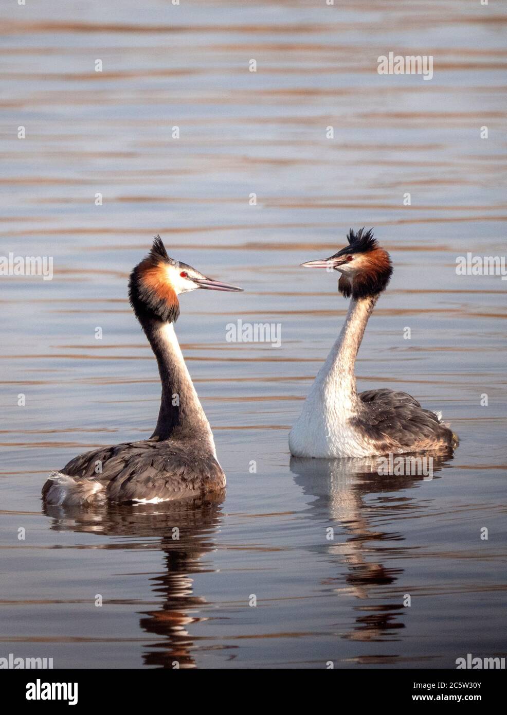 Haubentaucher (Podiceps cristatus) Anzeige im Februar Stockfoto