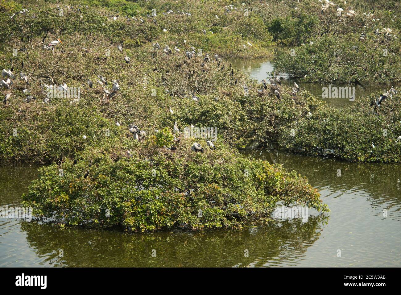 Wasservögel in ihrem Lebensraum - Mangrovenwald Stockfoto