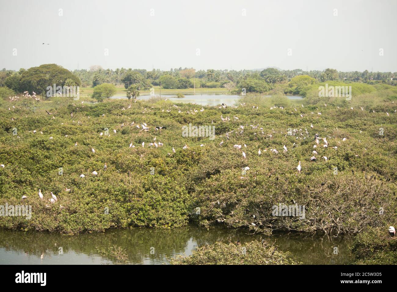Wasservögel in ihrem Lebensraum - Mangrovenwald Stockfoto