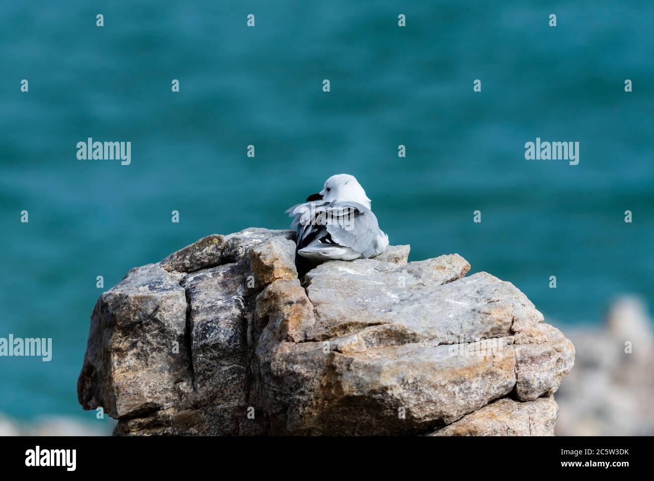 Eine Hartlaub-Möwe, die auf Felsen bei Hermanus in Südafrika ruht Stockfoto