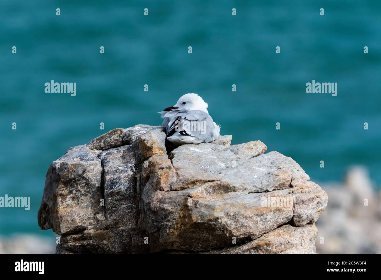 Eine Hartlaub-Möwe, die auf Felsen bei Hermanus in Südafrika ruht Stockfoto