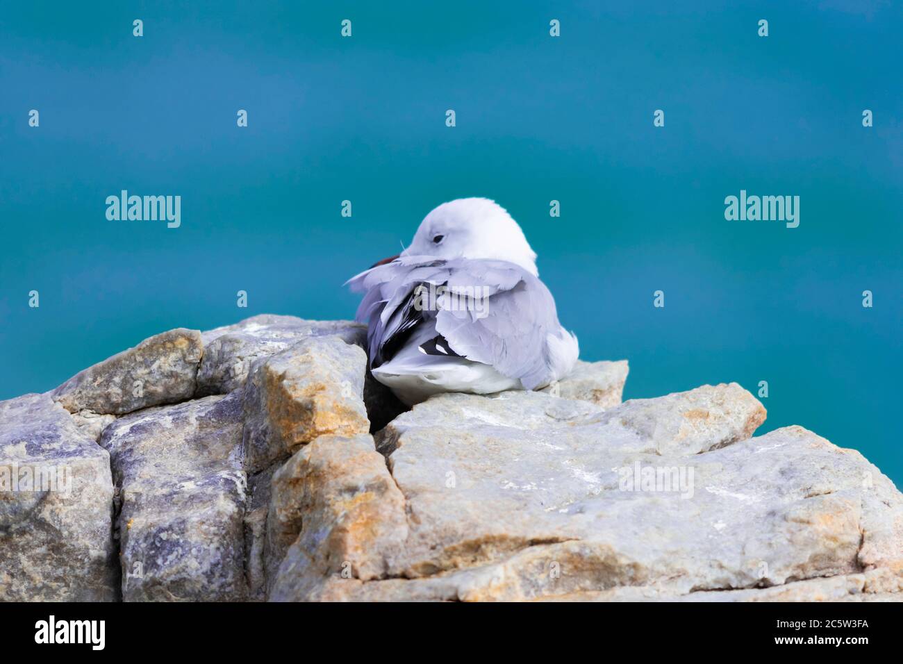 Eine Hartlaub-Möwe, die auf Felsen bei Hermanus in Südafrika ruht Stockfoto