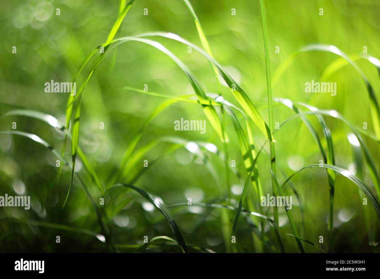 Romantische weiche und verschwommen Sommer Natur Hintergrund mit grünem Gras mit Tropfen in Sonnenschein, vintage Objektiv Bokeh-Effekt, niedrige DOF Stockfoto