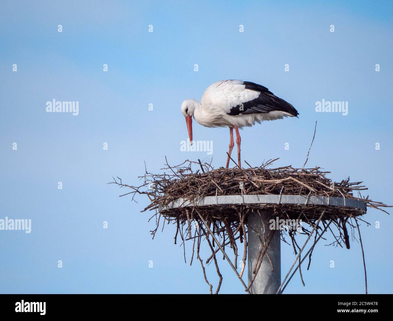 Weißer Storch (Ciconia ciconia) Erwachsener auf einem Nest auf einem Pfahl Stockfoto