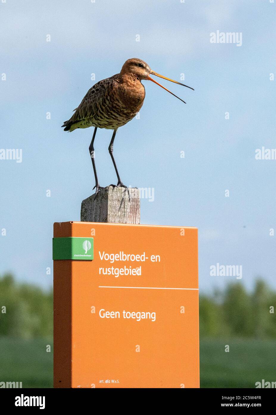 Schwarzschwanz-Godwit (Limosa limosa) Erwachsener ruft an einem Pol, Arkemheen Stockfoto