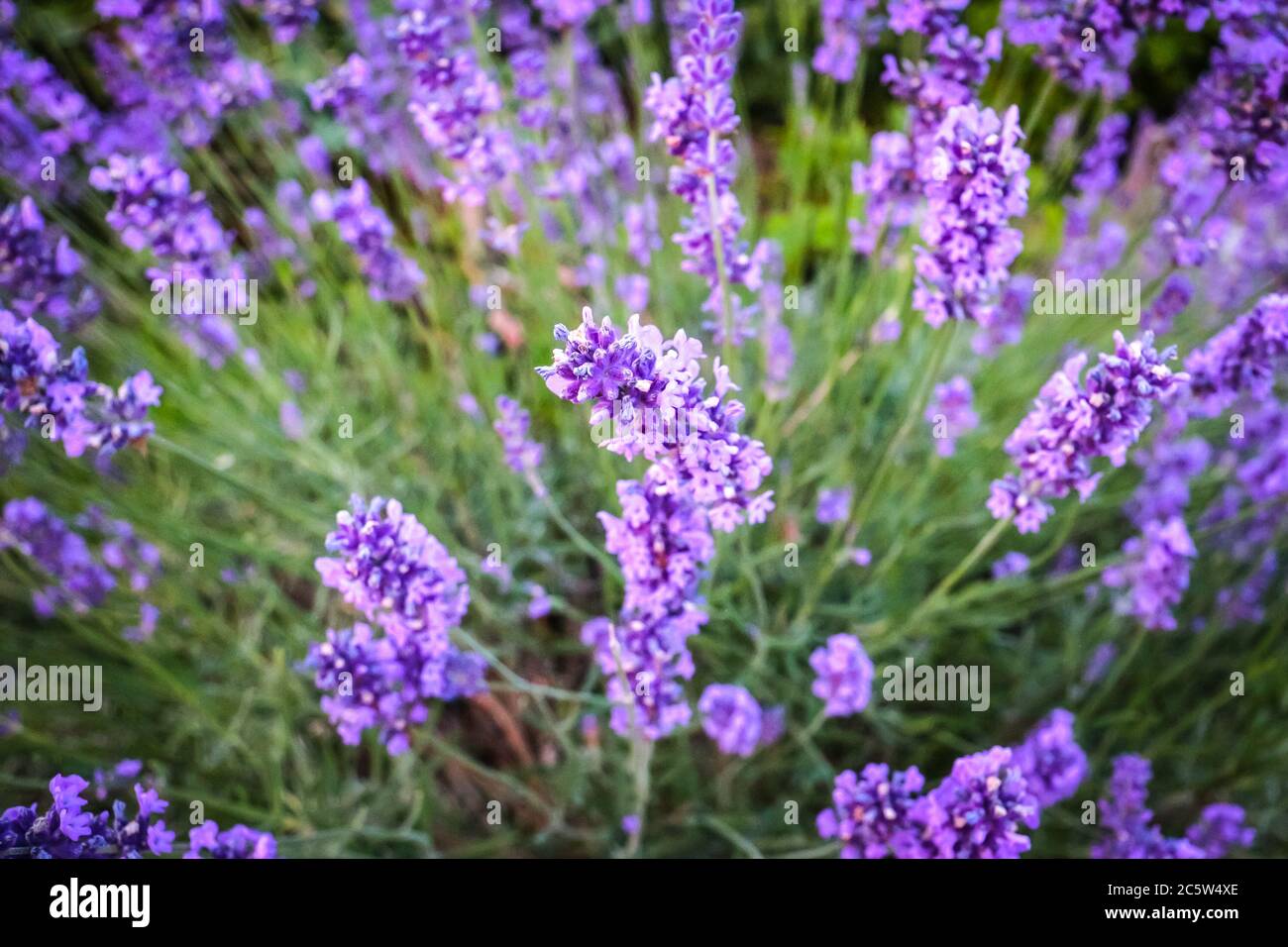 Lavendel in Blüte. Lavandula angustifolia (echter Lavendel oder Gartenlavender, früher Lavandula officinalis) ist eine Pflanze aus der Familie der Lamiaceae. Stockfoto