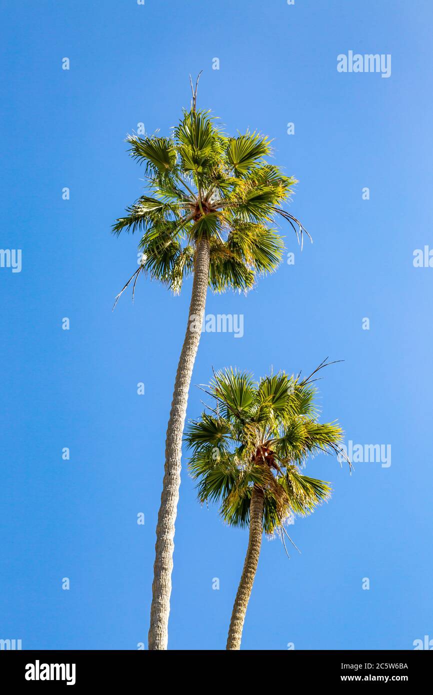 Blick auf zwei Palmen gegen einen klaren blauen Himmel Stockfoto