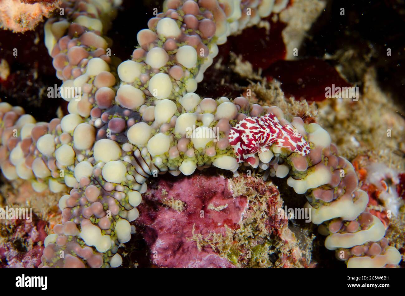 Warty Sea Star, Echinaster callosus, mit kriechendem Kamm Gelee, Coeloplana astericola, Pantai Kecil Tauchplatz, Bangka Island, Nord Sulawesi, Indonesien Stockfoto